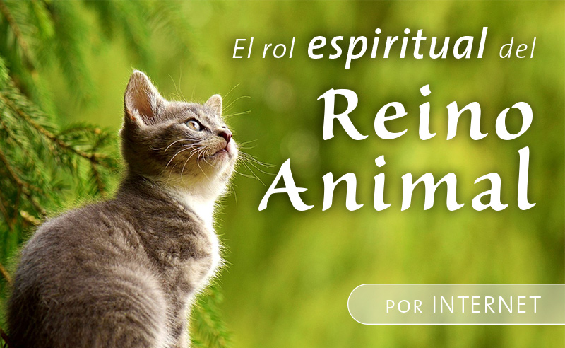 Curso 